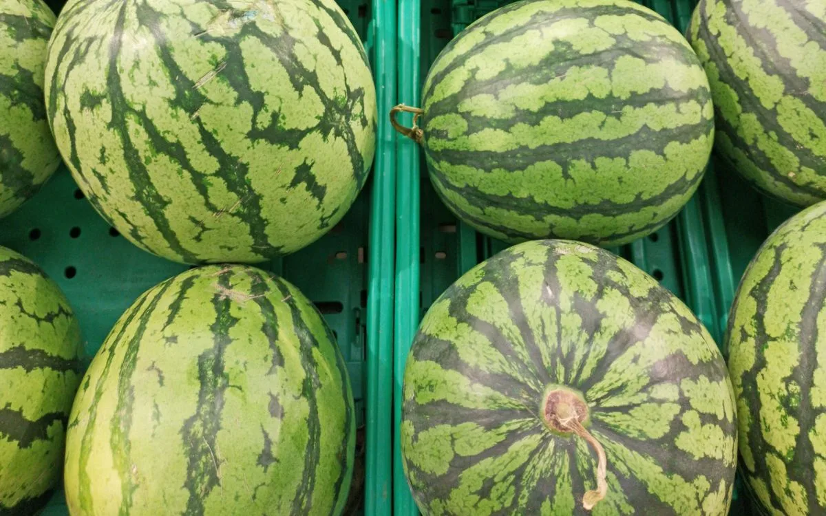 How to pick a watermelon - at store